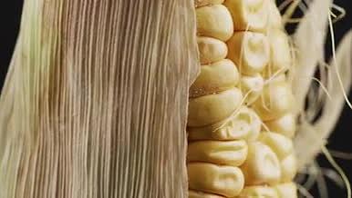 丰收玉米4K实拍视频的预览图